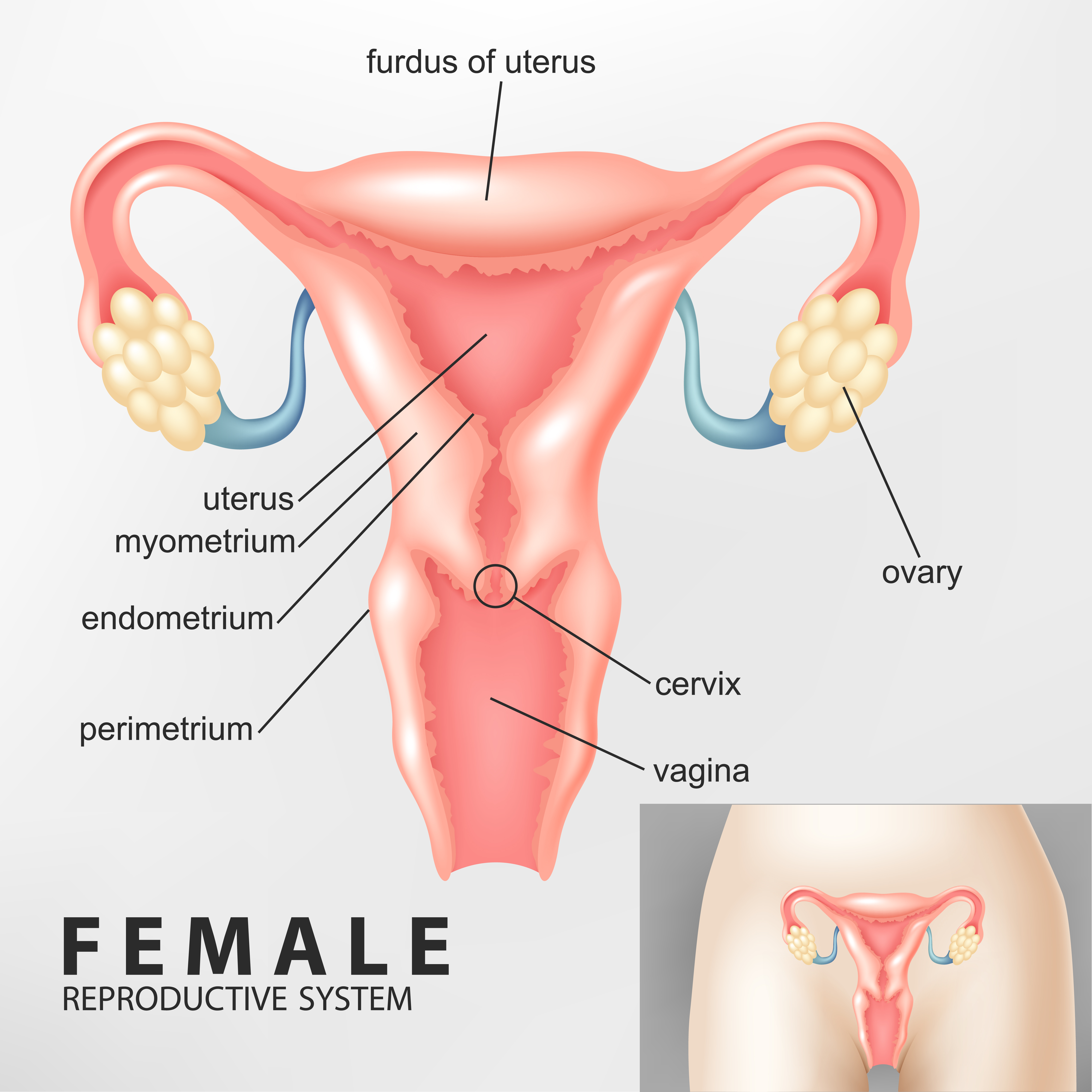 Женская физиология гинекология